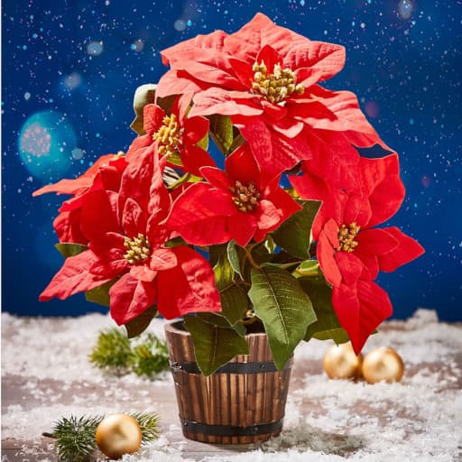 Weihnachtsstern